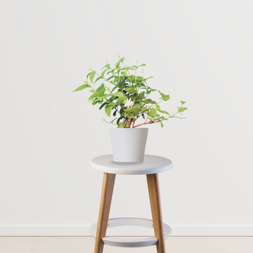Jasmine plant – Jasminum species